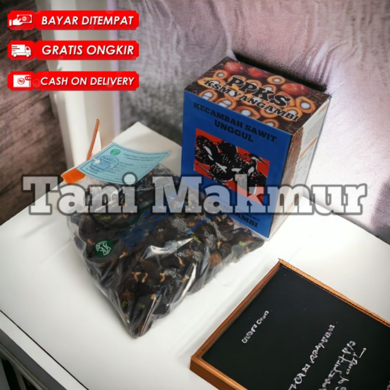 Bibit Sawit Unggul bersertifikat ppks YANGAMBI