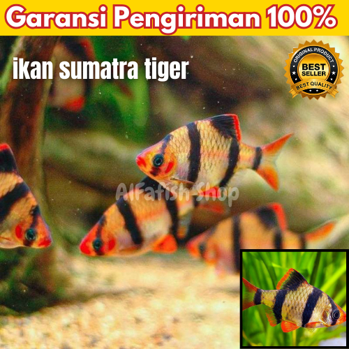 Sumatra Tiger Barp