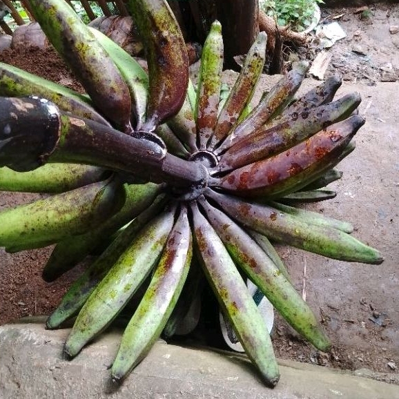 

pisang tanduk tua sudah mau matang berat 1kg