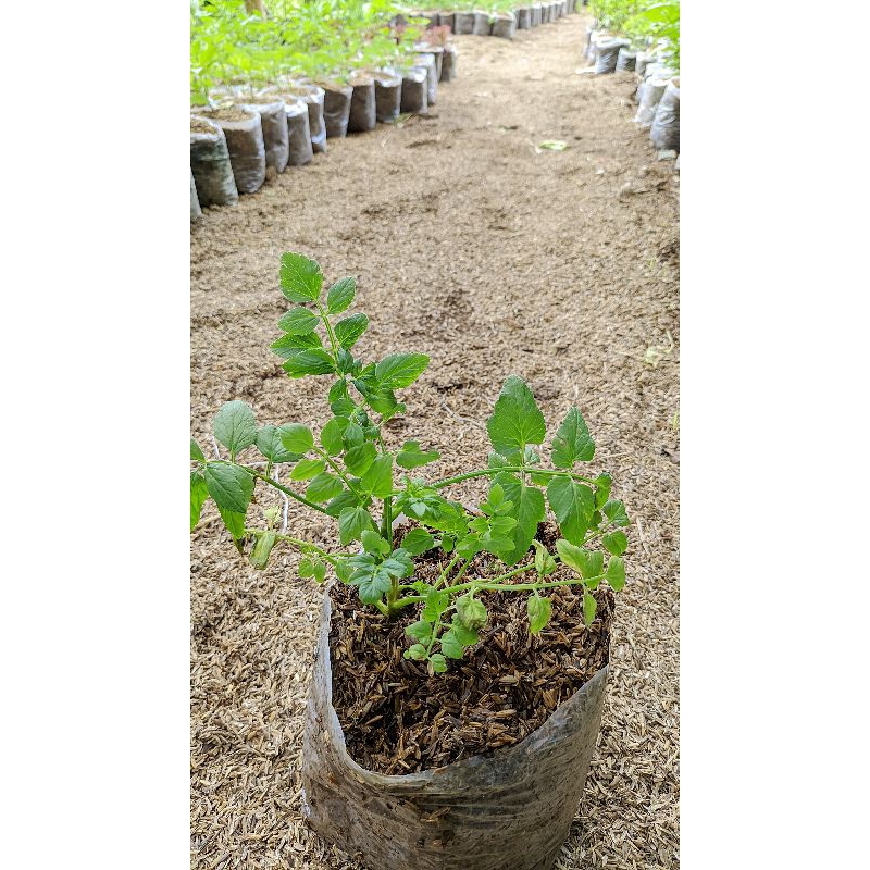 Tanaman lalap sunda tespong