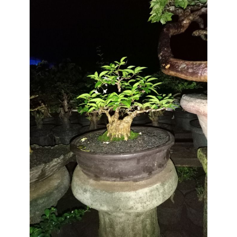 Bonsai Anting Putri SZ.Small