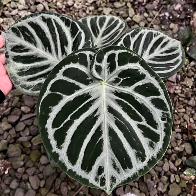 Tanaman Hias Anthurium Dorayaki/Anturium kuping gajah/ Tanaman hias mini/ Bunga hidup/ tanaman/ Bibi