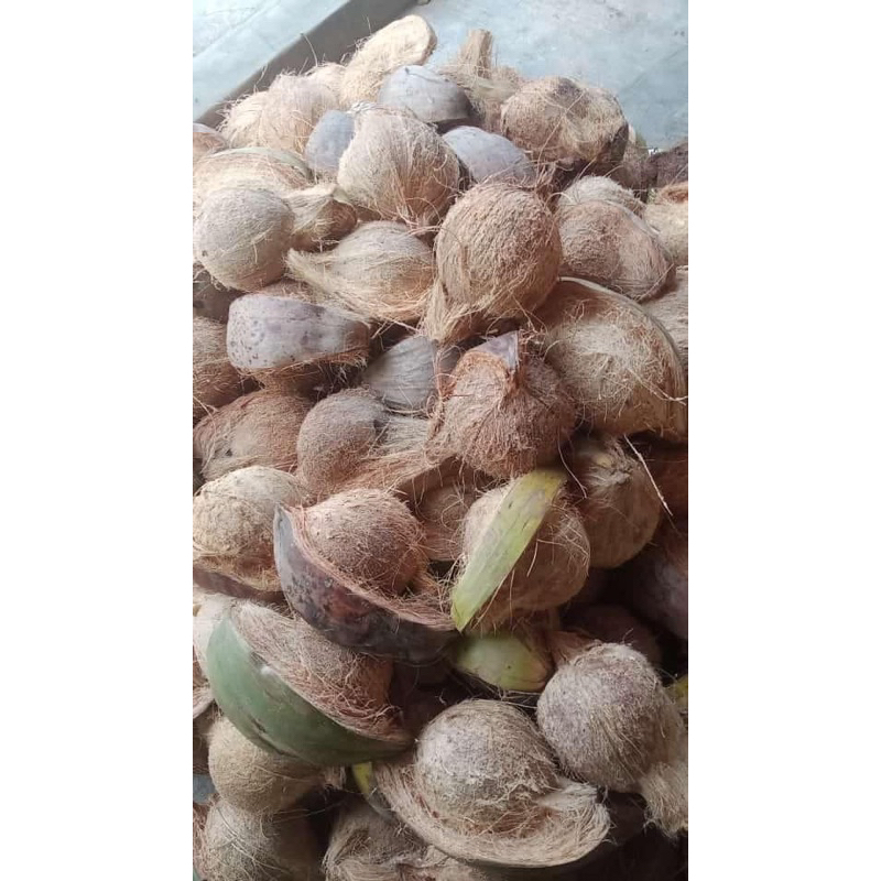 

Kelapa kering/agak kering/kelapa parut