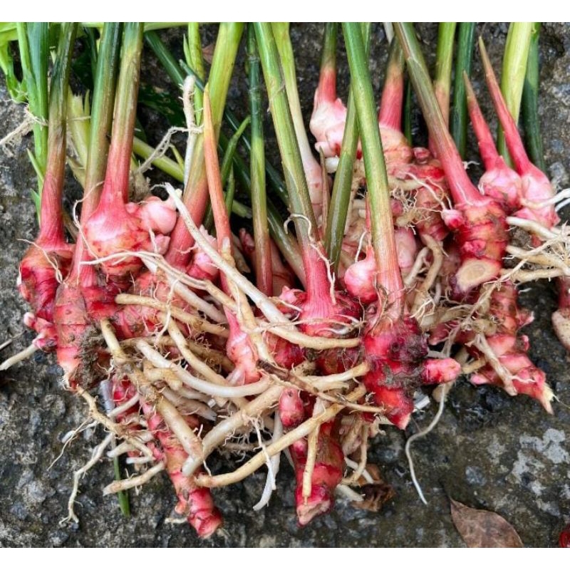 

Jahe merah segar 1 kg