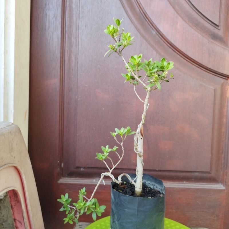 Bonsai Santigi Mame