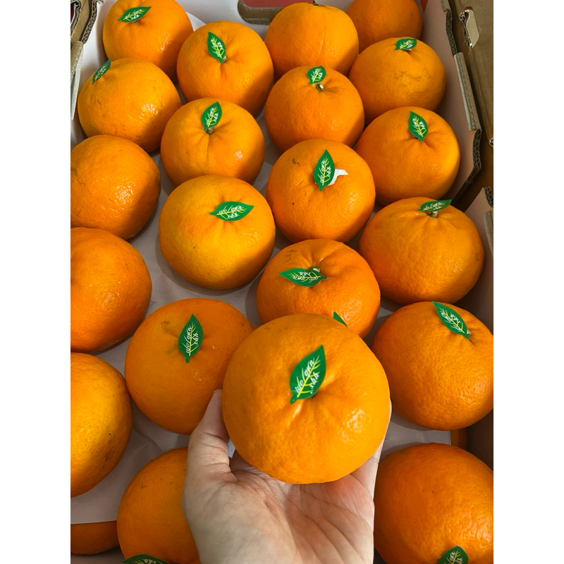 

Buah Jeruk Wokam Import Fresh Manis Segar