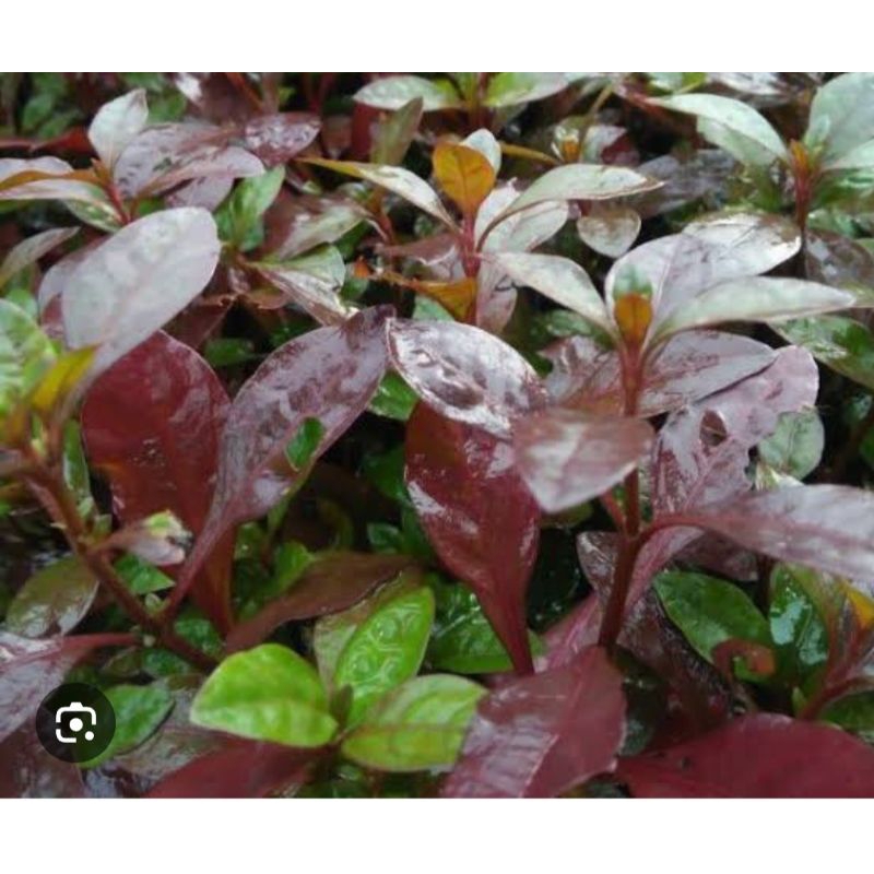 Ludwigia red malang low co2 tanaman aquascape