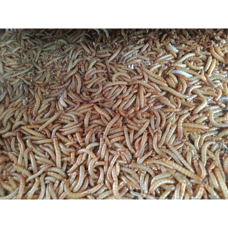 Uler Hongkong / Ulat Hongkong