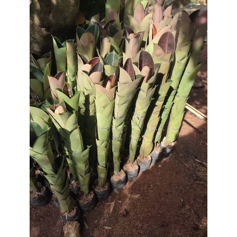 pohon karet kebo tinggi 1 meter