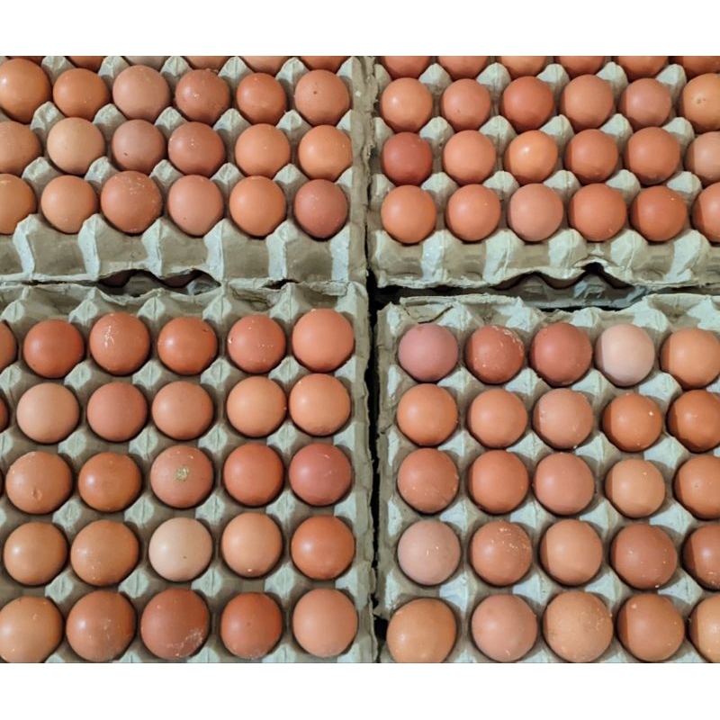 

telur