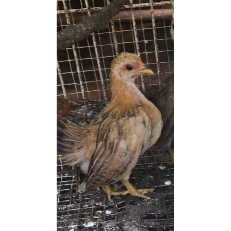 Ayam Hias Serama anakan