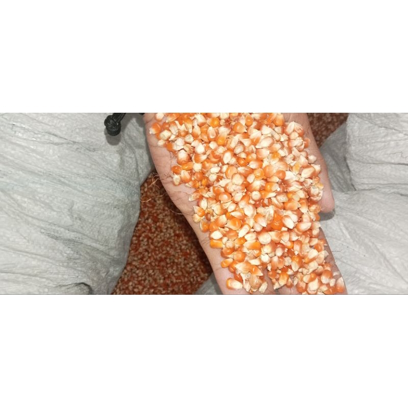 Jagung Kristal Merah 1kg