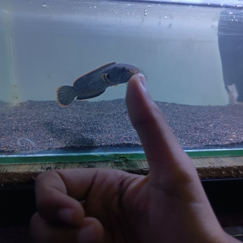 Limbata flaring mangap mangap