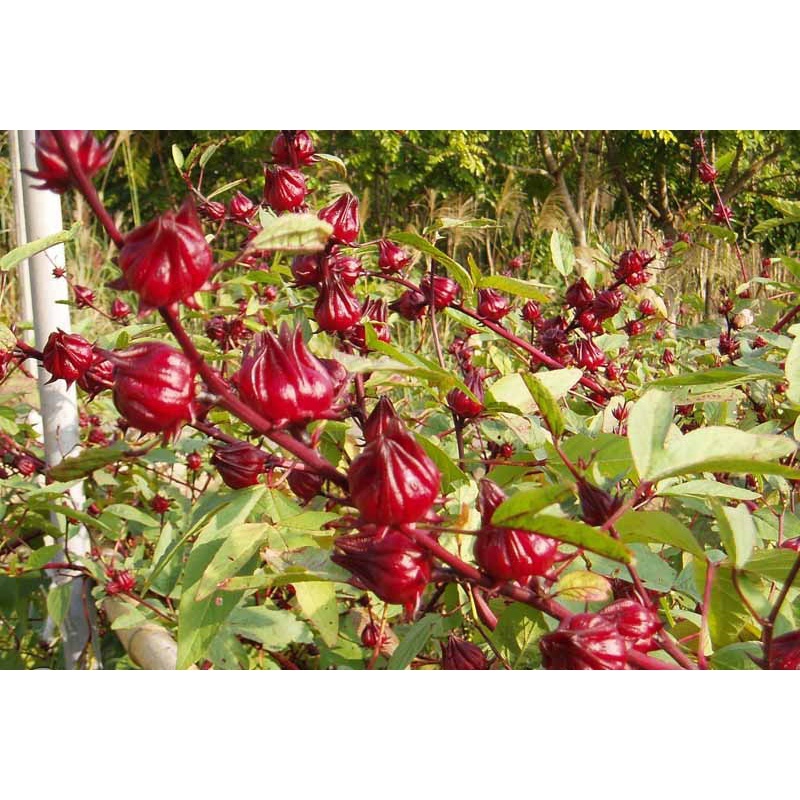 

Teh Rosella Merah Curah LAM 88 100 gram dan Rosella Hibis