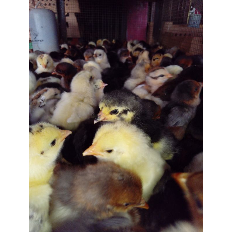 Grosir Doc Ayam Kampung Asli *AKA* Vaksin Per Box Isi 102 Ekor.