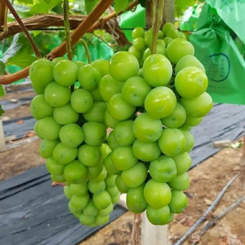 Bibit Anggur Import Shine Muscat Hasil Grafting