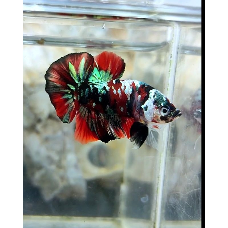 cupang red koi copper gold (2 malle)