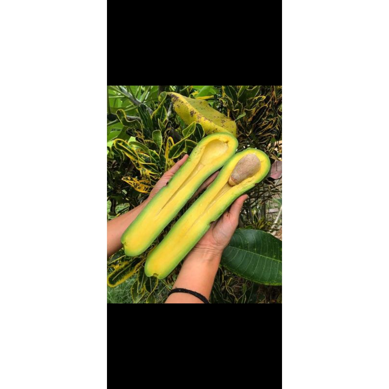 BIBIT BUAH ALPUKAT KELUD OKULASI