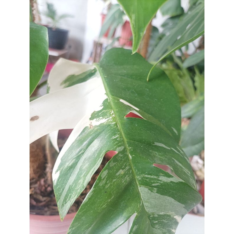EPIPREMNUM EKOR NAGA VARIGATA DEWASA