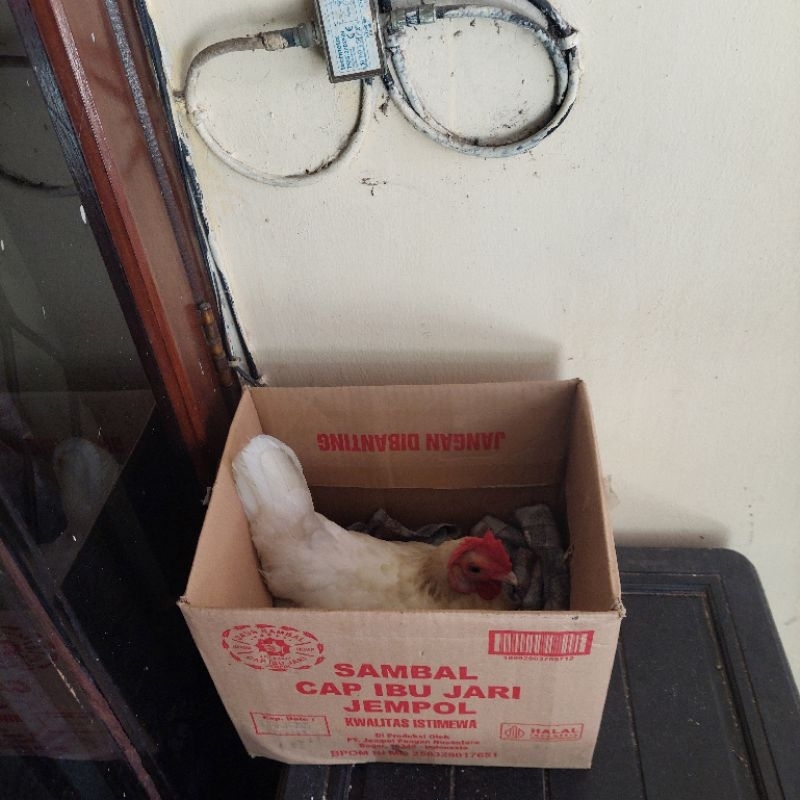 Ayam Hias Kate Induk Petelur