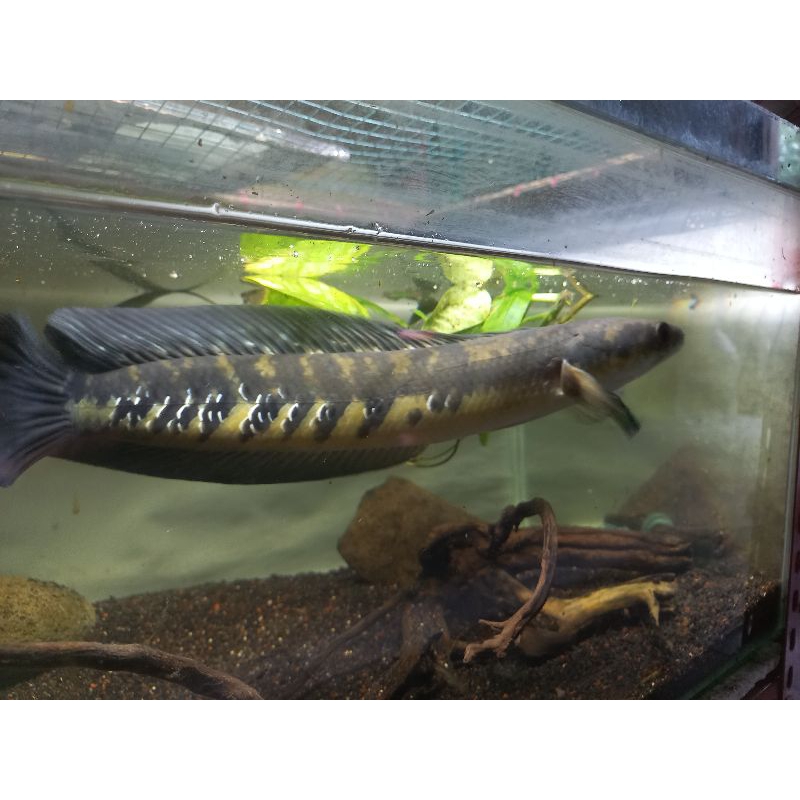 ys full bunga size 35 grade A+