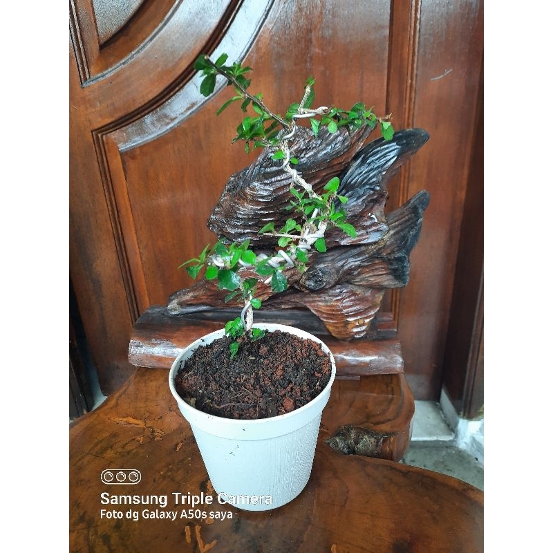 tanaman hokiantea mikro hokianti mikro