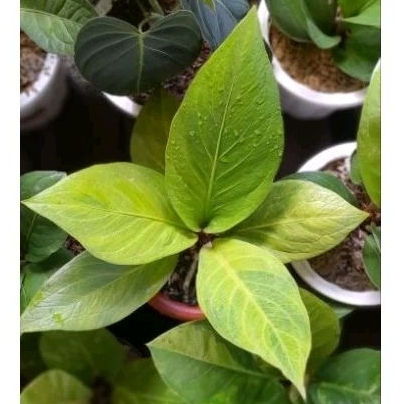 Anthurium Cobra Catalog Variegata / Anthurium Cobra Varigata