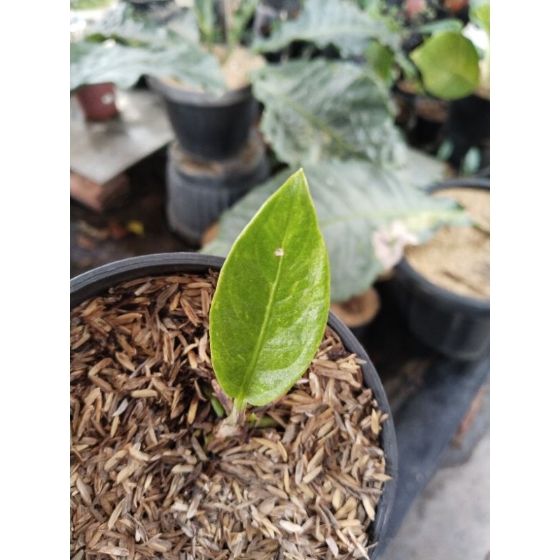 anthurium jemani mangkok varigata mint putih ( bonggol 2 tunas). varigata langka