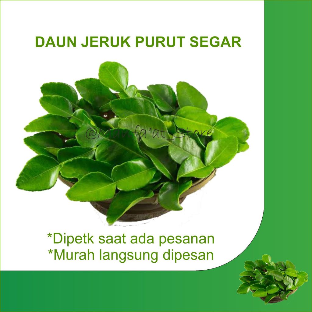 

DAUN JERUK PURUT 30 LEMBAR/DAUN JERUKSUPER MURAH/BUMBU DAPUR/PENYEDAP MASAKAN/BUMBU MASAK/DAUN JERUK ANGKA 8/PROMO DAUN JERUK/MAKANAN HERBAL/DAUN HERBAL/KESEHATAN