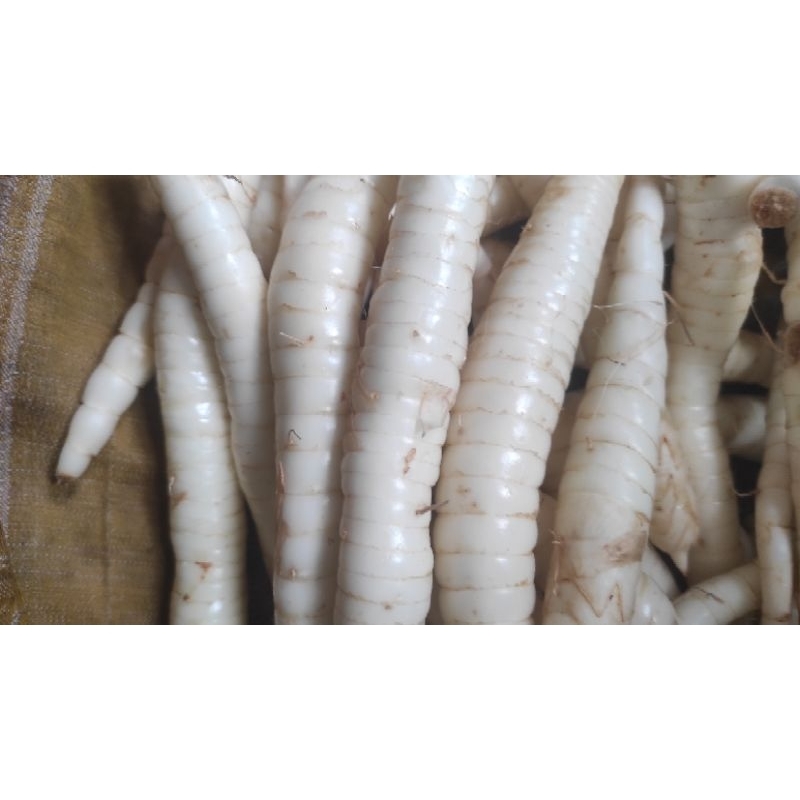 

umbi garut segar 500gr umbi tarigu