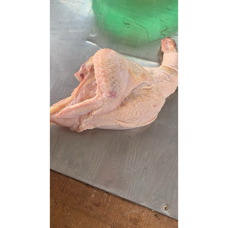 

ayam potong fresh dada atau paha