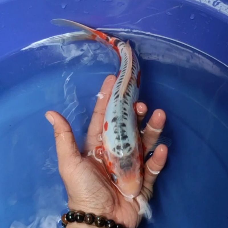 Ikan Koi F1 / Dari Indukan Import / Rumah Koi Jakarta / kode 002