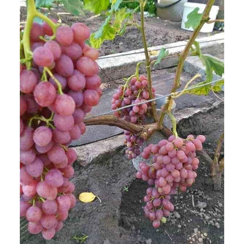 Bibit anggur import jupiter berbunga hasil stek grafting(beli1gratis2)