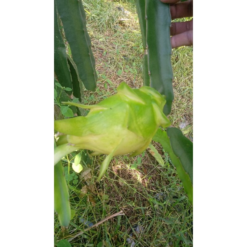 

buah naga
