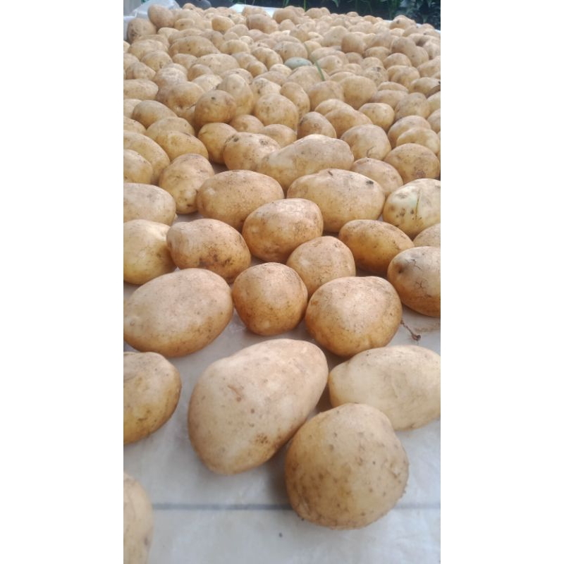 

kentang pangalengan (repack 1kg)