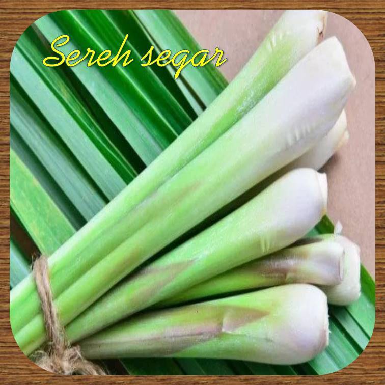 

obral murah batang serai segar bumbu sereh dapur