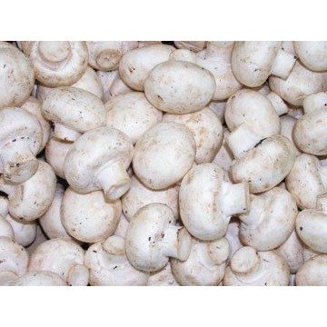 

Jamur Kancing/Champignon Mushroom