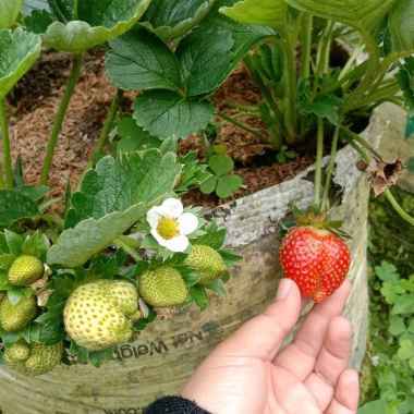 BIBIT TANAMAN TERMURAH BIBIT BUAH STRAWBERRY BIBIT BUAH-BUAHAN