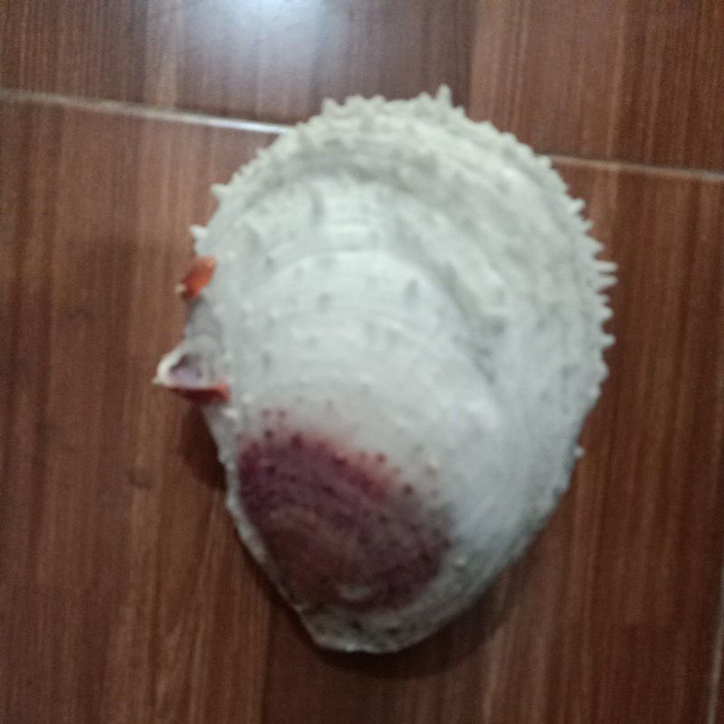 CANGKANG KERANG SPONDILUS /kerang besar