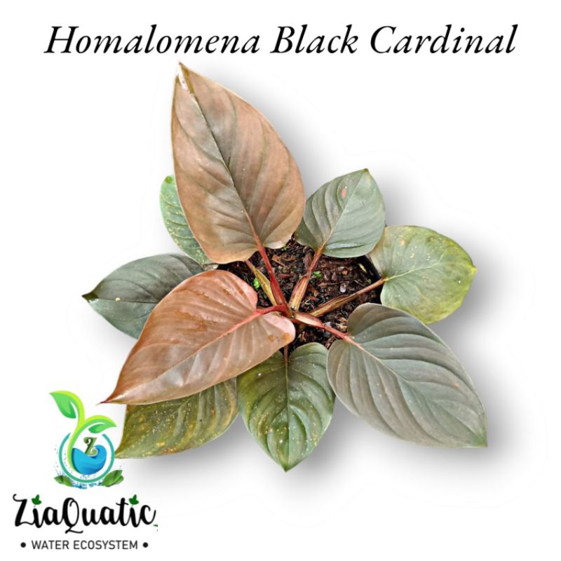 Homalomena Black Cardinal (Borneo) - Tanaman Hias Paludarium Indoorplant