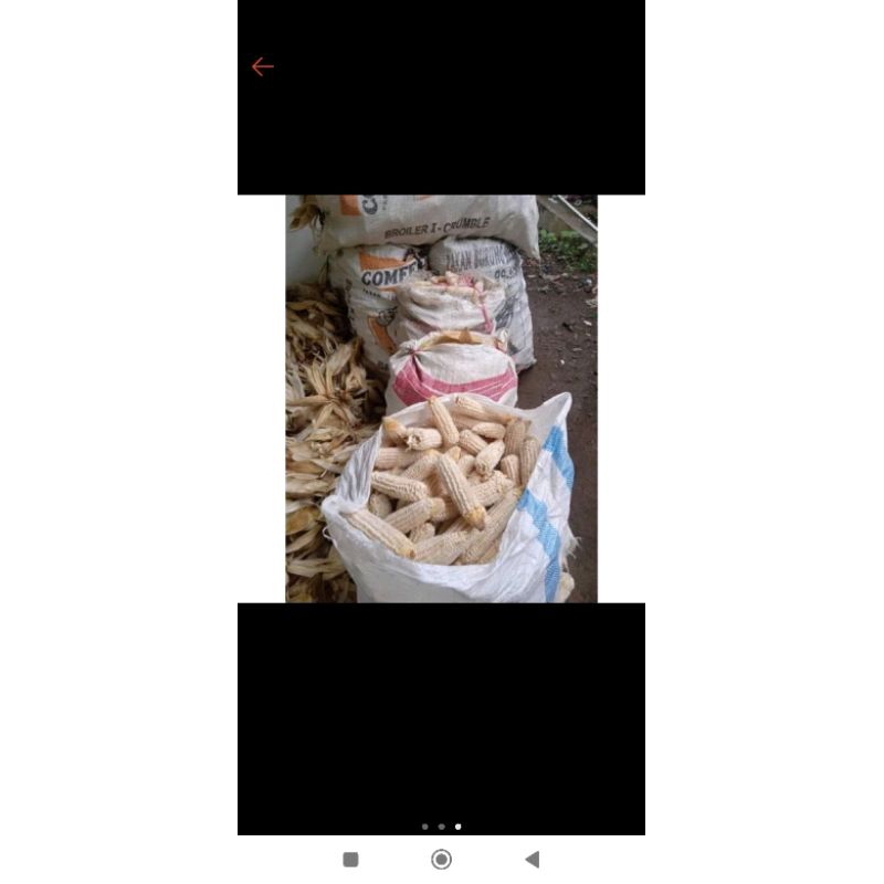 Bonggol jagung kering/ jagung kering/jenggel jagung/1kg