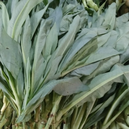 

500gr Sayur Fumak Segar makanan Kura Darat Tortoise Sulcata Aldabra Radiata RF CH Istar Kumek Kumak