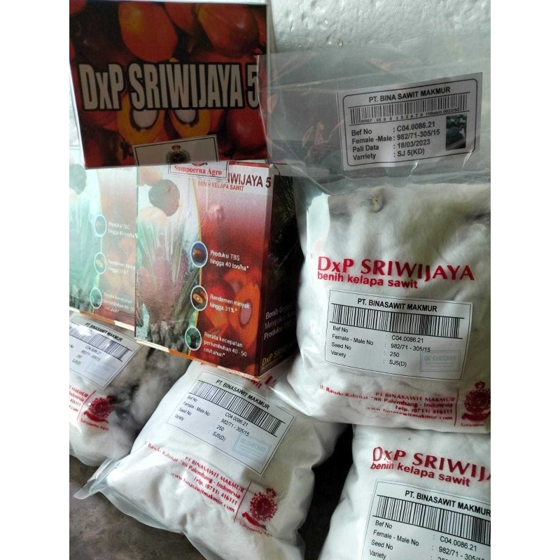 Paket 2Box Bibit Kecambah Sawit DxP Sriwijaya5