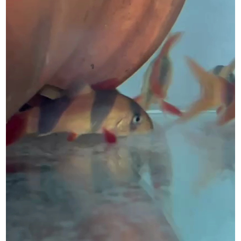 Ikan Botia ukuran 6cm sd 7cm asal Kalimantan bukan Botia Sumatera