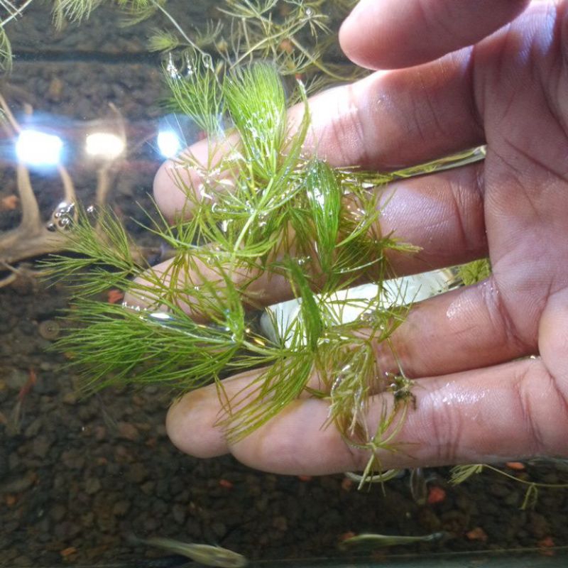 Tanaman Air Ganggang Air Tawar Murah