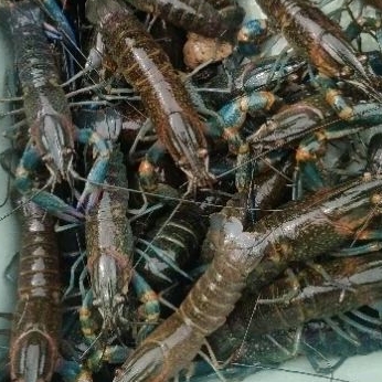 

Lobster Konsumsi Air Tawar Ukuran 4-6 INCH Fresh Hidup Per Kilogram