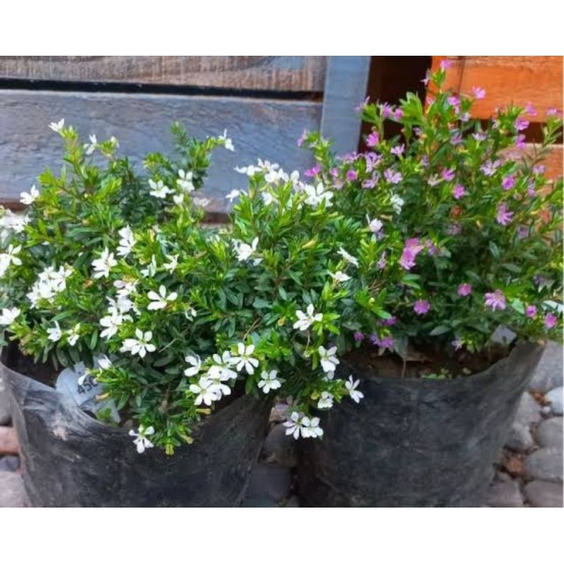 tanaman hias bunga seribu bintang putih dan ungu