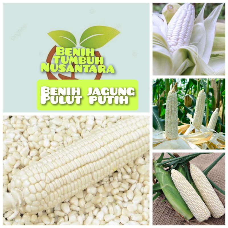 BIJI/BENIH JAGUNG PULUT PUTIH
