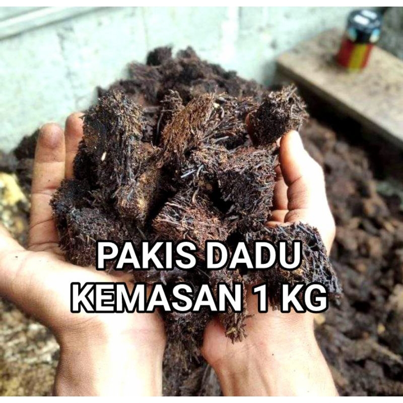 Pakis Dadu Pakis Cacah Kotak Pakis Chip Metan Anggrek
