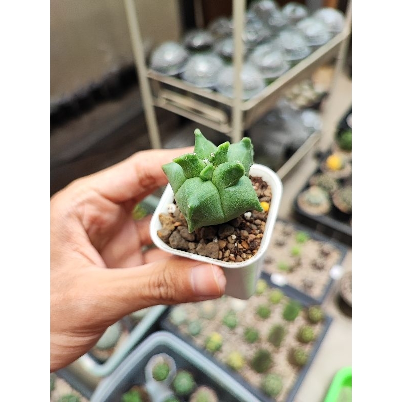 Kaktus Astro Astrophytum Myriostigma kikko